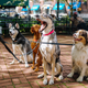 Image for article titled What's Your Favorite Dog Leash?